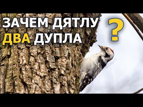 Видео: Дятел долбит дупла: жене и детям, а себе – отдельно