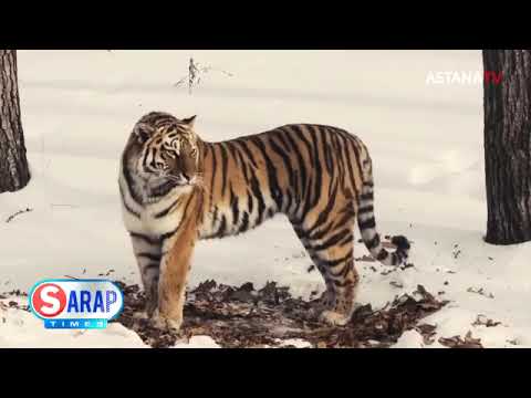 Видео: Тұран жолбарыстарын жаңғырту жобасын 2025 жылы жүзеге асыру көзделген.