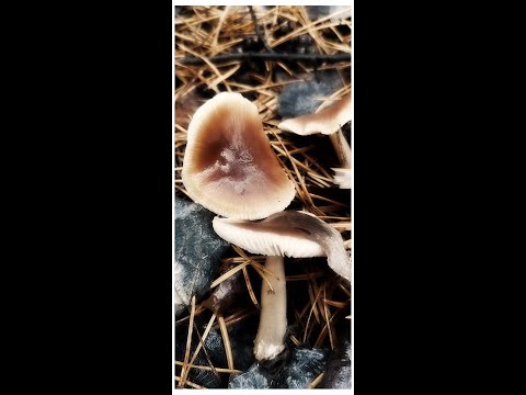 Видео: Ноябрьский поход за грибами!Колибия масляная!!