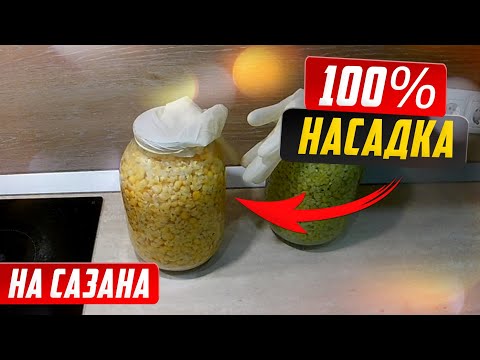 Видео: Пьяная или ферментированная КУКУРУЗА. Лучшая насадка на САЗАНА и КАРПА.