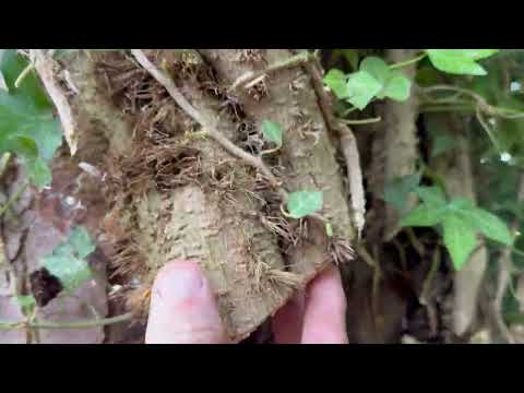 Видео: Монстровый плющ #природа #сад #растения #участок #фермерство ##спасениесада