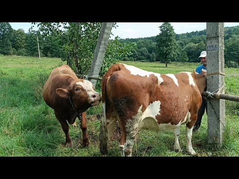 Видео: 📺ВАЛЄТ ПРАЦЮЄ✅ ПРИВЕЗЛИ КОРОВУ🎯🔥