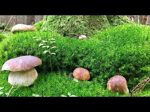 Видео: ЗБИРАЄМО БІЛІ ГРИБИ В КАРПАТАХ. 11.07.2018. СОБИРАЕМ БЕЛЫЕ ГРИБЫ В КАРПАТАХ