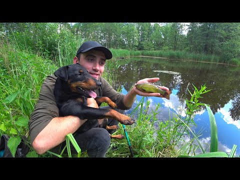 Видео: Рыбалка на пруду в старом лагере. Ловля руками в лесных заливах