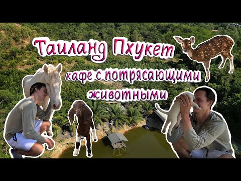 Видео: 4K: Тайское кафе на Пхукете с удивительными животными. (Thailand Phuket cafe with amazing animals).