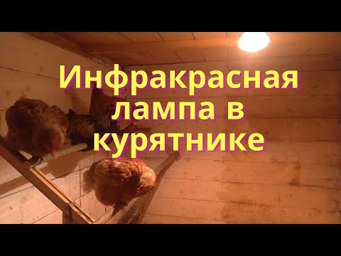 Видео: Обогрев курятника инфракрасной лампой