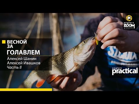 Видео: Весной за голавлем. Часть 2. Алексей Ивашков, Алексей Шанин. Anglers Practical.