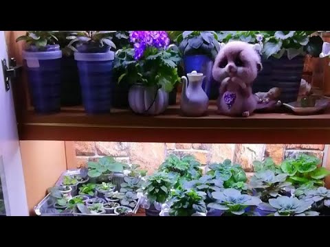 Видео: Обзор: фиалки, грунт, полив, фитильные емкости🤗✨