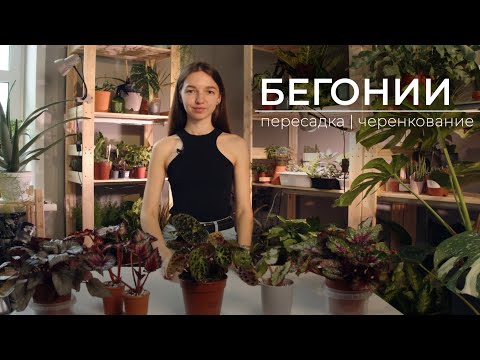 Видео: БЕГОНИИ: пересадка, черенкование, деление куста