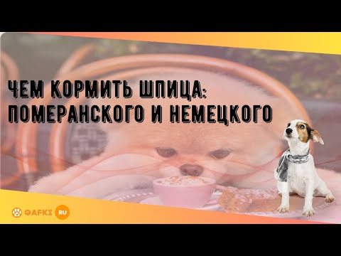 Видео: Чем кормить шпица: померанского и немецкого