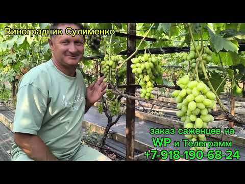 Видео: Обзор ранних сортов винограда! Часть 2.