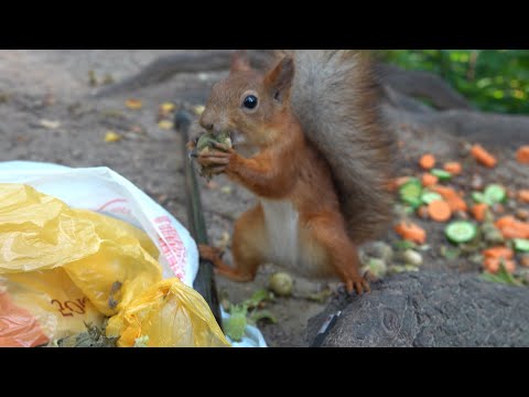 Видео: Белки пришли за орешками. Зарисовка / The squirrels came for the nuts. The sketch