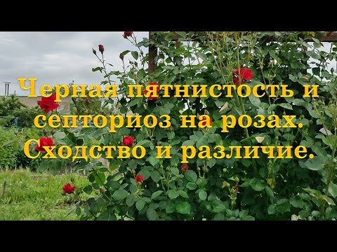 Видео: Черная пятнистость и септориоз. Сходство и различие.