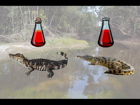 Видео: Русская Рыбалка 3.99 (Russian Fishing) Кайман гладколобый на Янтарном ручье