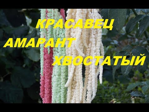 Видео: ОБ АМАРАНТЕ ХВОСТАТОМ и ЧТО МОЖНО ИЗ НЕГО СДЕЛАТЬ.