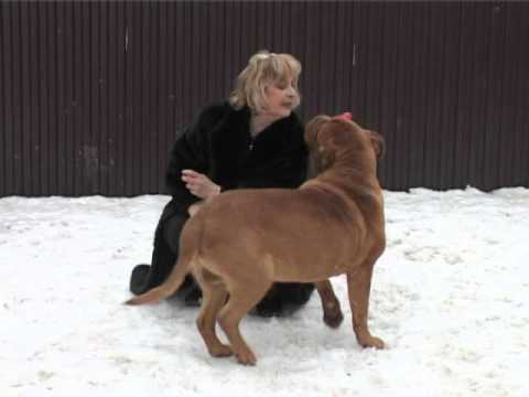 Видео: Бордоский дог.Питомник Grand Bordeaux