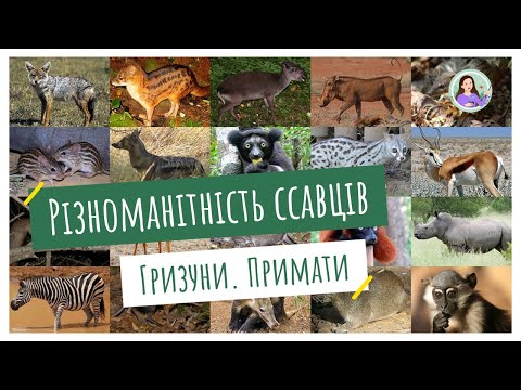 Видео: Різноманітність ссавців. Гризуни. Примати