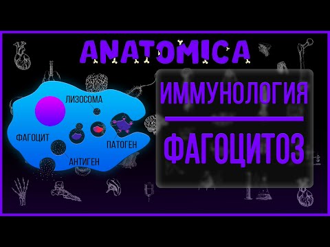 Видео: Фагоцитоз иммунология / Фагоцитоз патофизиология / Иммунология