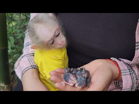 Видео: Бубу обнаружил в лесу гнездо птенца и попросил Вана вернуть его.
