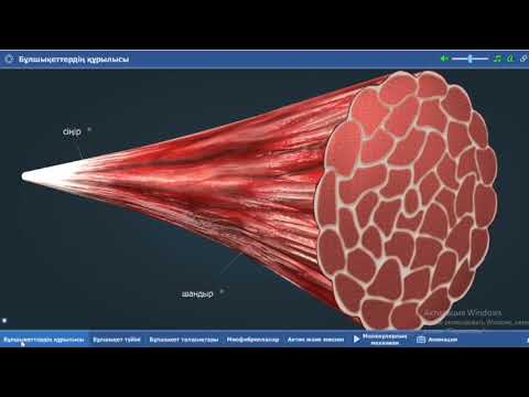 Видео: Бұлшықеттердің құрылысы.