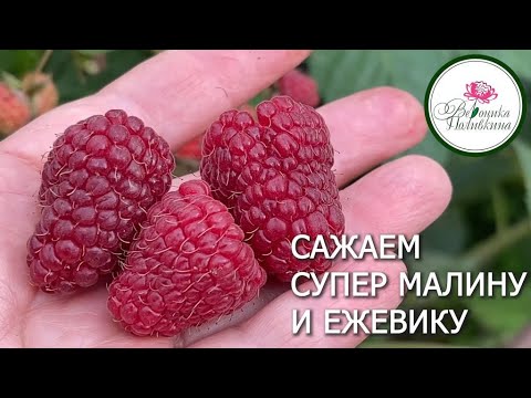 Видео: ЛУЧШИЕ СОРТА МАЛИНЫ И ЕЖЕВИКИ