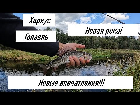 Видео: ЛОВЛЯ ГОЛАВЛЯ НА СПИННИНГ В СЕНТЯБРЕ 2023.HAIRA TINY 33F ЕЩЕ РАБОТАЕТ.РЫБАЛКА В ТВЕРСКОЙ ОБЛАСТИ!!!