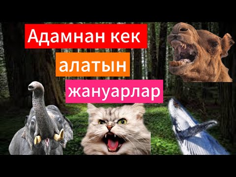 Видео: Ең кекшіл жануарлар. Егер оларды ренжітсеңіз…   Машинисттен кек алған піл.
