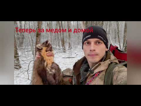 Видео: с лайками за куницей и медом...