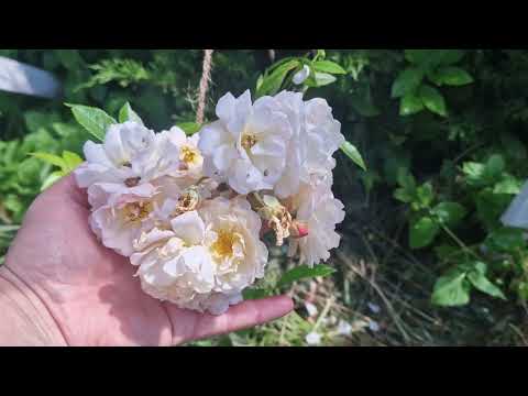 Видео: Кофейный монолог про  сад   и покупка старинных  сортов роз