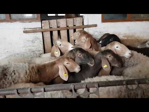 Видео: Овцы Максима Иноземцева. Анвар Рустемов +77017224679(ватцап)