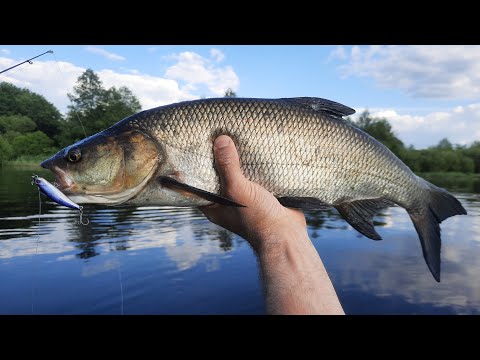 Видео: Хороший клев жереха в начале лета