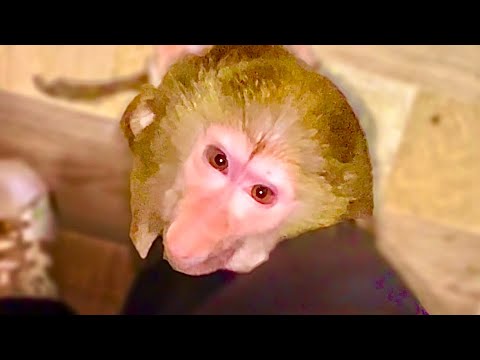 Видео: Посмотрите как тихоня Маня научилась БИТЬ Степашку ногами и хвостом и забирать еду!