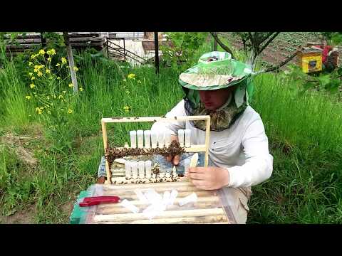 Видео: 20. Ізоляція маточників перед виходом маток. | Изоляция маточников перед выходом маток.