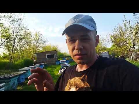 Видео: Как подсадить неплодную матку на 100%