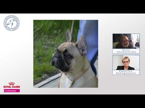 Видео: Судейство брахицефальных пород в контексте заботы о здоровье чистопородных собак: вебинар-практикум