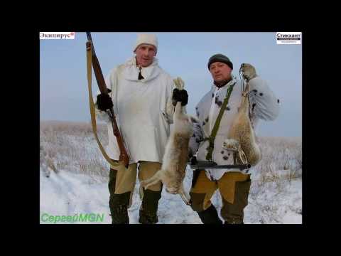 Видео: Охота на зайцев (МЦ-20-01)- 4.11.2016