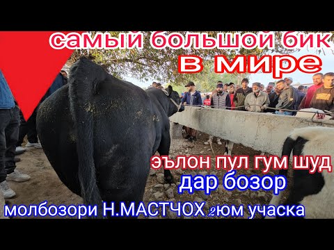 Видео: молбозори Н.МАСТЧОХ 2юм учаска эълон