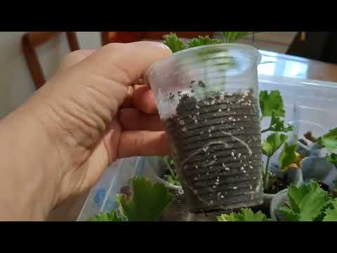 Видео: Королівська пеларгонія. Розмноження