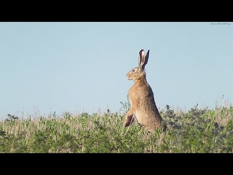 Видео: Заяц и Лис