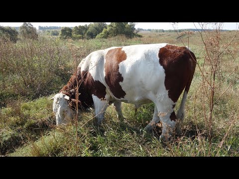 Видео: Продажа быков: Цены на мясо в этом году