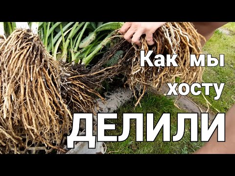 Видео: Деление хосты - большой взрослый куст Big Daddy.