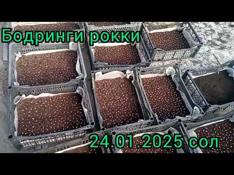 Видео: Тарзи шунундани бодринг тел 900197409