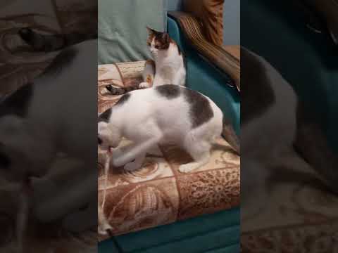 Видео: ЛЮБИМАЯ ИГРА ВАСИЛИЯ И БАСИ.