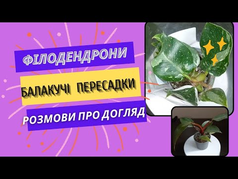 Видео: Філодендрон догляд, Pink та White Princess, пересадка