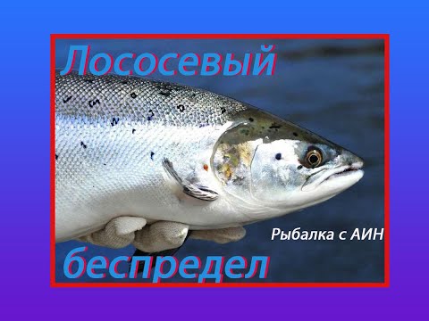 Видео: Лососи Балтики или всех рыб отпустить.