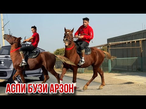 Видео: Чейрон кашка аспи бузи арзон 18 октября 2025 г.