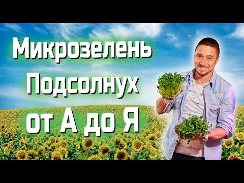 Видео: Микрозелень подсолнух Технология Выращивания