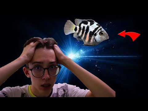 Видео: Самая Лёгкая В Разведении Рыбка! Сапфировый ПОПУГАЙ!