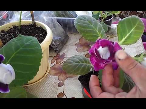 Видео: Глоксиния отцвела.Мои дальнейшие действия.