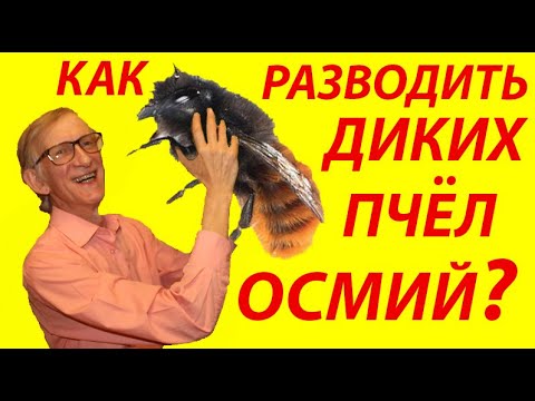 Видео: Как Разводить Диких Пчел Осмий? Вскрываем Жилища, Трубки Осмий. Osmia rufa, Osmia cornuta.